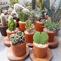 Gambar is kaktus mini sekulen + pot teracotta+ media tanam + batu hias - S. Kapas dari Appa garden undefined 1 Tokopedia