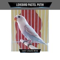 Gambar Burung Lovebird Pasput Berkualitas dari Samreen Tira undefined 1 Tokopedia