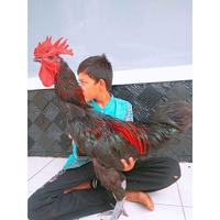 Gambar Anakan Ayam Pelung Calon Jumbo Usia 1 Bulan Berkualitas dari Yameena Rajeena undefined 4 Tokopedia