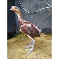 Gambar Anakan Ayam Pelung Calon Jumbo Usia 1 Bulan Berkualitas dari Yameena Rajeena undefined 3 Tokopedia