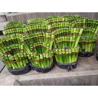 Gambar Tanaman Hias Bambu Hoki - Bambu Hoki Pagoda - SBGroup - Pagoda Kipsa dari plantstaraid undefined 1 Tokopedia