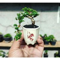 Gambar tanaman bonsai mini boxus,micro,mirten bahan & sudah jadi siap display - BONSAI BOXSUS A, S dari plantstaraid undefined 3 Tokopedia