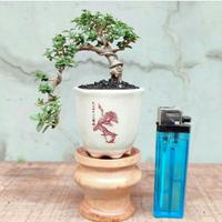 Gambar tanaman bonsai mini boxus,micro,mirten bahan & sudah jadi siap display - BONSAI BOXSUS A, S dari plantstaraid undefined 2 Tokopedia