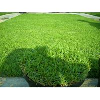 Gambar Tanaman Rumput Jepang Per 1/2 Meter - Rumput Jepang Untuk Taman dari plantstaraid undefined 2 Tokopedia