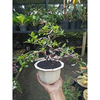 Gambar tanaman bonsai kimeng medium siap tampil - SBGroup dari plantstaraid undefined 4 Tokopedia