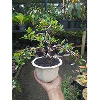 Gambar tanaman bonsai kimeng medium siap tampil - SBGroup dari plantstaraid undefined 5 Tokopedia