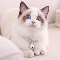 Gambar Mengxuan Small Cat Necklace Adjustable Pet Supplies Pet Collar With dari dangg store undefined 3 Tokopedia