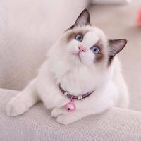Gambar Mengxuan Small Cat Necklace Adjustable Pet Supplies Pet Collar With dari dangg store undefined 4 Tokopedia
