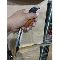 Gambar murai batu mh ekor panjang pilihan Berkualitas dari Jamila Iris undefined 5 Tokopedia