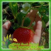 Gambar Bibit Strawberry Berkualitas Hasil Stek dari Berkah Murah Amanah undefined 1 Tokopedia
