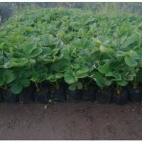 Gambar Bibit Strawberry Berkualitas Hasil Stek dari Berkah Murah Amanah undefined 3 Tokopedia