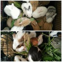 Gambar JUAL KELINCI LOKAL HEWAN ANAKAN KLINCI RABBIT HIAS LUCU KUPING PANJANG dari HAMSBEAR PET CENTER_NEW undefined 1 Tokopedia