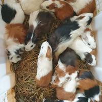 Gambar Jual Anakan Guinea pig Lokal wajib gojek/grab dari HAMSBEAR PET CENTER_NEW undefined 1 Tokopedia