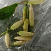 Gambar kembang 7 rupa / paket kembang untuk mandi dari ceransa undefined 4 Tokopedia
