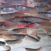 Gambar Arowana Silver red grade A Limited gradeA Arwana Silver red dari Tahira Jamilah undefined 4 Tokopedia
