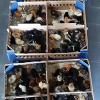 Gambar DOC/Anak Ayam Kampung Asli|1Box =102ekor |Vaksin ND IB; ND AI; Gumboro dari Chiuu Store undefined 3 Tokopedia