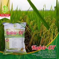 Gambar 100%Ori Padi Kabir 07 Galur Lokal Aceh [Stok Ready] dari Indah Storeeee undefined 4 Tokopedia