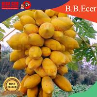 Gambar PROMO GROSIR Benih pepaya kuning emas manis(isi 15-18 biji) B.B.Ecer - Kuning dari B . B . ECER undefined 1 Tokopedia