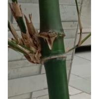 Gambar Jual BAMBU PETUK ASLI Berkualitas dari mulyaani mart undefined 4 Tokopedia