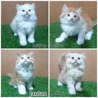 Gambar JUAL kitten anak kucing anggora persia angora 2.5 bulan jantan betina dari inndah Olshop1 undefined 1 Tokopedia
