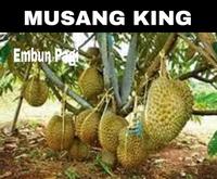 Gambar Dijual Bibit Pohon Durian Musang King Kaki Tiga dari shop. khanif undefined 2 Tokopedia