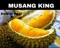 Gambar Dijual Bibit Pohon Durian Musang King Kaki Tiga dari shop. khanif undefined 3 Tokopedia