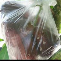 Gambar BIBIT TANAMAN BUAH JAMBU AIR MUTIARA HITAM ASLI UNGGUL dari kebunkuasri.id undefined 3 Tokopedia