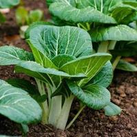 Gambar Paket 15 Jenis Benih Sayuran Daun untuk pemula, lengkap panen 25-30 dari neerita undefined 4 Tokopedia