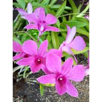 Gambar Anggrek Dendrobium Bantimurung - Anggrek Spesies (',') dari Putradimass undefined 2 Tokopedia