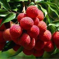 Gambar Bibit Tanaman Buah Leci Merah VIRAL dari Putradimass undefined 1 Tokopedia