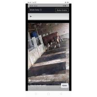Gambar karpet sapi dari bondetstore44 undefined 4 Tokopedia