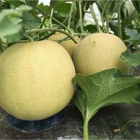 Gambar Ready 50 Biji Benih Melon Madu Manis Hibrida F1 Pertiwi Quality dari Bambi SS undefined 2 Tokopedia