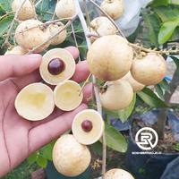Gambar BIBIT KELENGKENG CANGKOK BERBUAH JENIS MATALADA dari garadistore undefined 2 Tokopedia