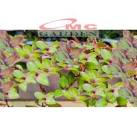 Gambar Tradescantia Zebrina Zabrina Hijau Ungu Pink Tanaman Hias Gantung Stek dari flowerline undefined 5 Tokopedia