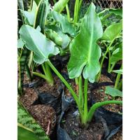 Gambar Calla lily / Kalla lily dari TUAN MUDA099 undefined 4 Tokopedia