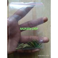 Gambar BIJI BENIH TANAMAN OBAT DAUN SAMBILOTO | ISI 20 PERPACK dari JayaFarm. undefined 3 Tokopedia