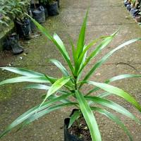 Gambar Jual Bibit Tanaman Obat Daun Suji Dracaena angustifolia dari JayaFarm. undefined 2 Tokopedia