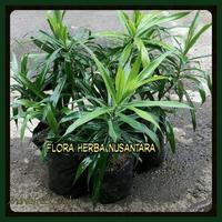 Gambar Jual Bibit Tanaman Obat Daun Suji Dracaena angustifolia dari JayaFarm. undefined 3 Tokopedia