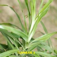 Gambar Jual Bibit Tanaman Obat Daun Suji Dracaena angustifolia dari JayaFarm. undefined 1 Tokopedia