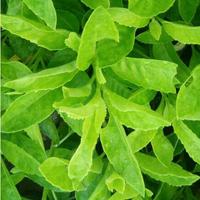 Gambar Daun Sambung Nyawa Bibit Tanaman Herbal Daun Sambung Nyowo dari JayaFarm. undefined 3 Tokopedia