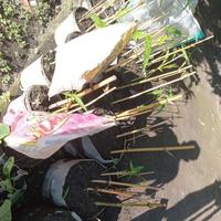 Gambar bambu kuning asli dari TUAN MUDA099 undefined 4 Tokopedia