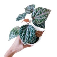 Gambar Bibit Sirih Merah / Tanaman Herbal sirih merah / Pohon Sirih Merah - SIRIH HIJAU dari JayaFarm. undefined 1 Tokopedia