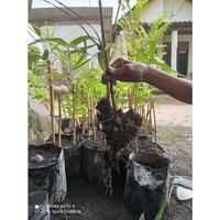 Gambar bambu kuning asli dari TUAN MUDA099 undefined 1 Tokopedia