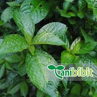 Gambar Bibit Pohon Daun Keji Beling Hijau Tanaman Pecah Beling Obat Herbal dari JayaFarm. undefined 2 Tokopedia