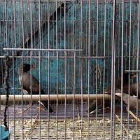 Gambar r886 Burung Jalak Kebo Bahan Sehat Siap Latih Kicau dan Ngomong M787 dari bannivergian undefined 2 Tokopedia
