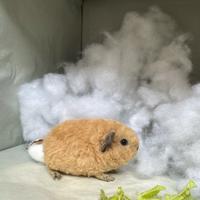 Gambar Cream Teddy Guinea Pig Marmut Hias Import (Boar) dari baksooooo77777 undefined 2 Tokopedia