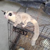 Gambar Ready Stok Sugar Glider Cg, Wf, Leu, Moza Dewasa Promo dari baksooooo77777 undefined 5 Tokopedia