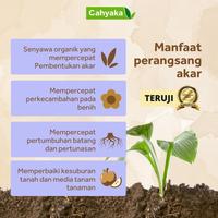 Gambar Pupuk Nutrisi Booster Akar Tanaman Mempercepat Pertumbuhan Akar Benih dari wita. undefined 2 Tokopedia