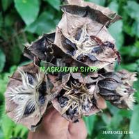 Gambar BIBIT BIJI KAPAS HANTU 50 BIJI / BIBIT BIJI DAUN KAPAS HANTU / ABROMA dari JAVA CROUSE undefined 3 Tokopedia