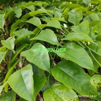 Gambar DAUN ANGSANA 1KG SEGAR LANGSUNG PETIK / PTEROCARPUS INDICUS / DAUN - 500 gram dari JAVA CROUSE undefined 1 Tokopedia